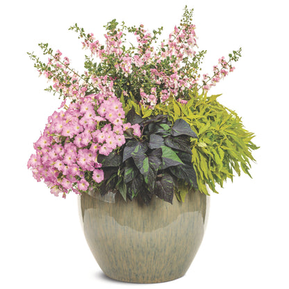 ColorBlaze® Mini Me™ Chartreuse Coleus (scutellarioides)