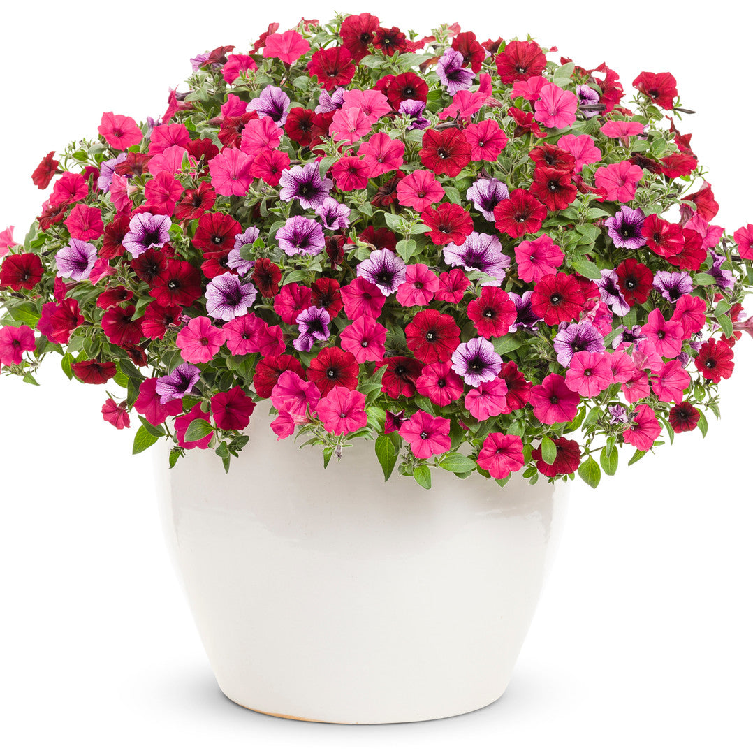 'Grand Traverse' 6.5 Inch Combination