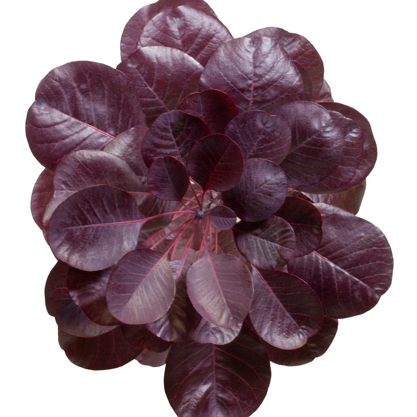 Winecraft Black® Smokebush (Cotinus coggygria)