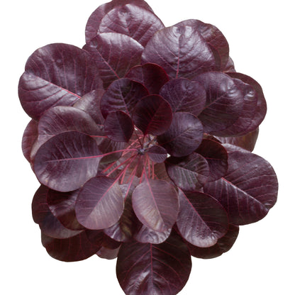 Winecraft Black® Smokebush (Cotinus coggygria)