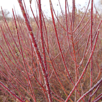 Arctic Fire Red Dogwood up close.