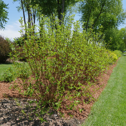 Arctic Fire Red Arctic Fire Red Dogwood in use.