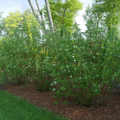Arctic Fire Red Dogwood in use.