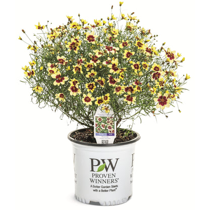 Designer Threads™ 'Creamy Calico' Threadleaf Coreopsis (Coreopsis verticillata)