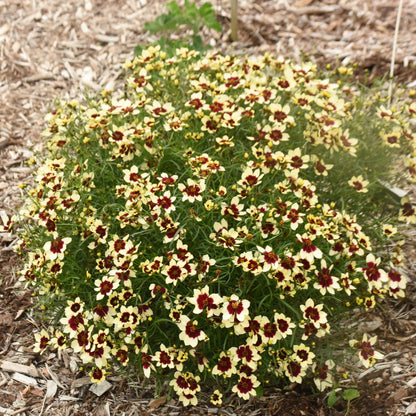 Designer Threads™ 'Creamy Calico' Threadleaf Coreopsis (Coreopsis verticillata)