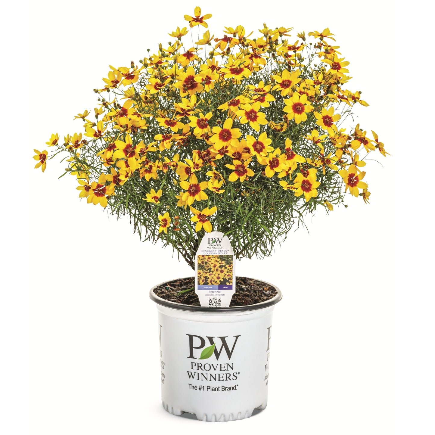 Designer Threads™ 'Golden Needles' Threadleaf Coreopsis (Coreopsis verticillata)