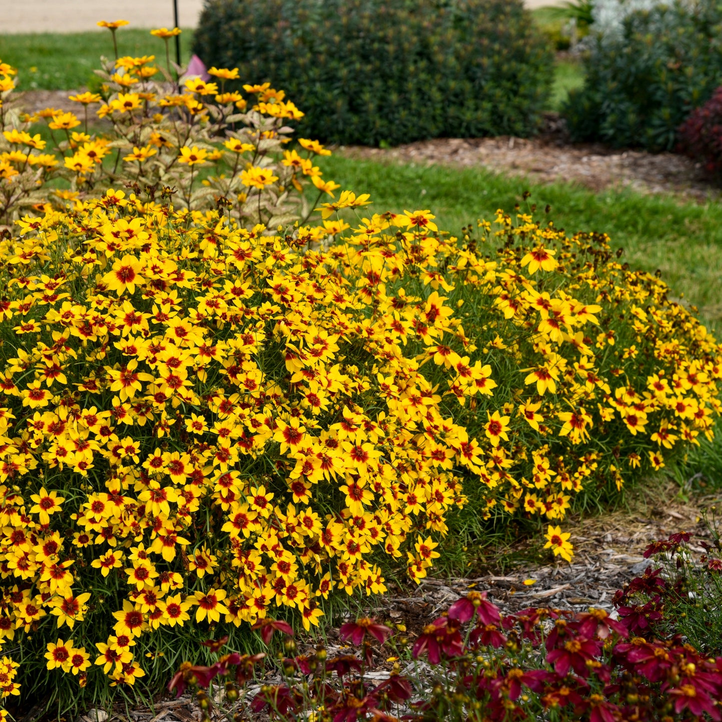 Designer Threads™ 'Golden Needles' Threadleaf Coreopsis (Coreopsis verticillata)