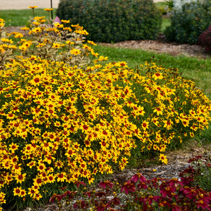 Designer Threads™ 'Golden Needles' Threadleaf Coreopsis (Coreopsis verticillata)