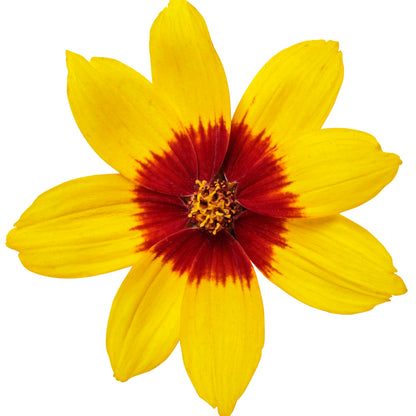 Designer Threads™ 'Golden Needles' Threadleaf Coreopsis (Coreopsis verticillata)