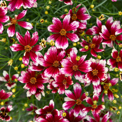 Designer Threads™ 'Heartstrings' Threadleaf Coreopsis (Coreopsis verticillata)