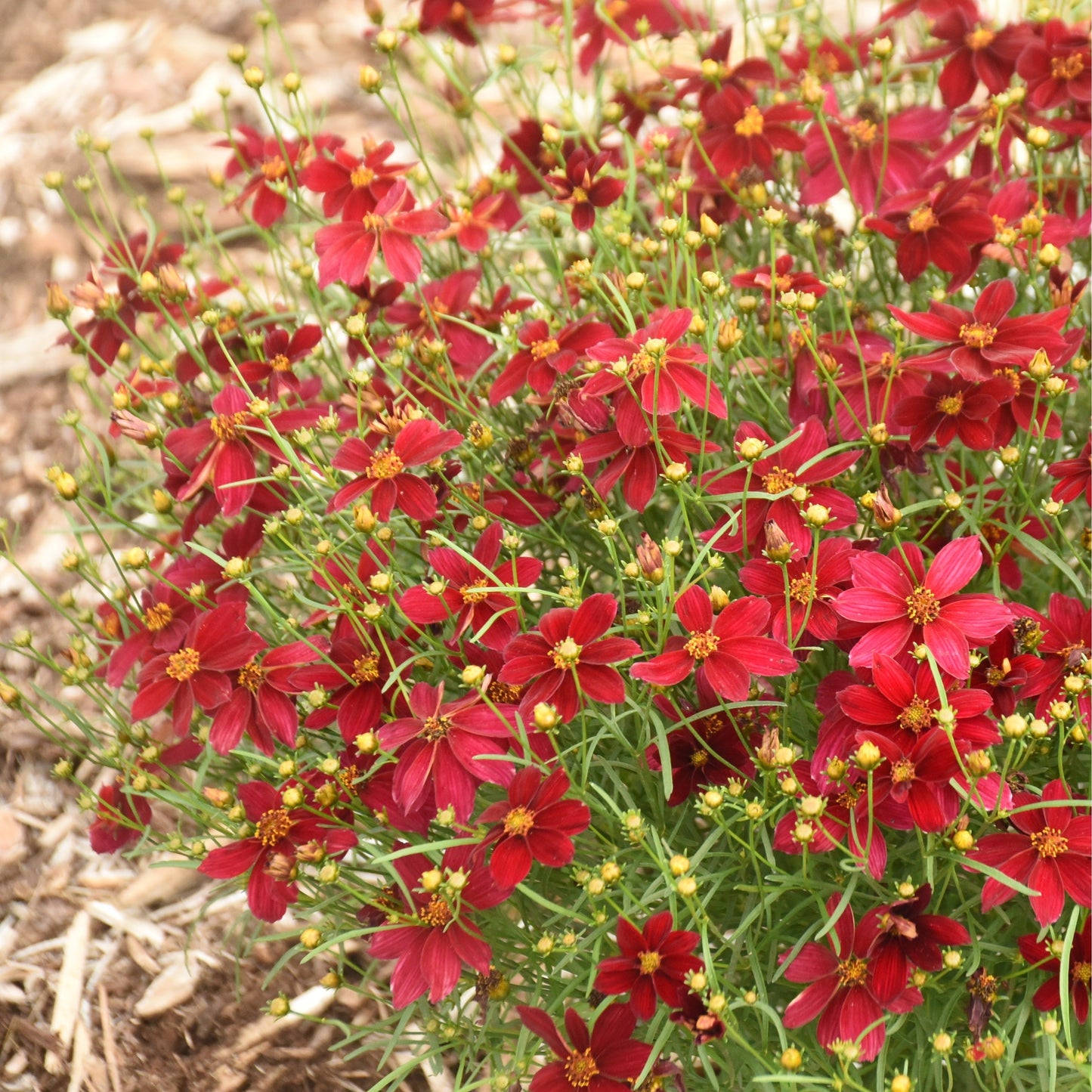Designer Threads™ 'Scarlet Ribbons' Threadleaf Coreopsis (Coreopsis verticillata)