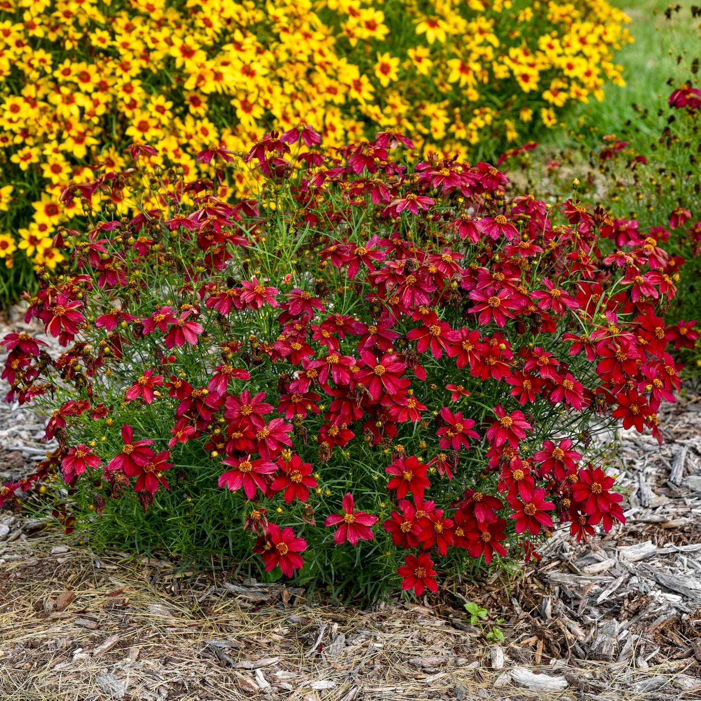 Designer Threads™ 'Scarlet Ribbons' Threadleaf Coreopsis (Coreopsis verticillata)