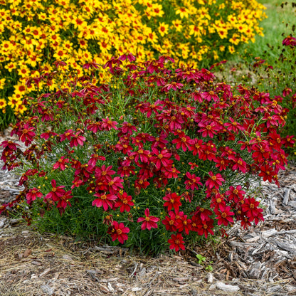 Designer Threads™ 'Scarlet Ribbons' Threadleaf Coreopsis (Coreopsis verticillata)