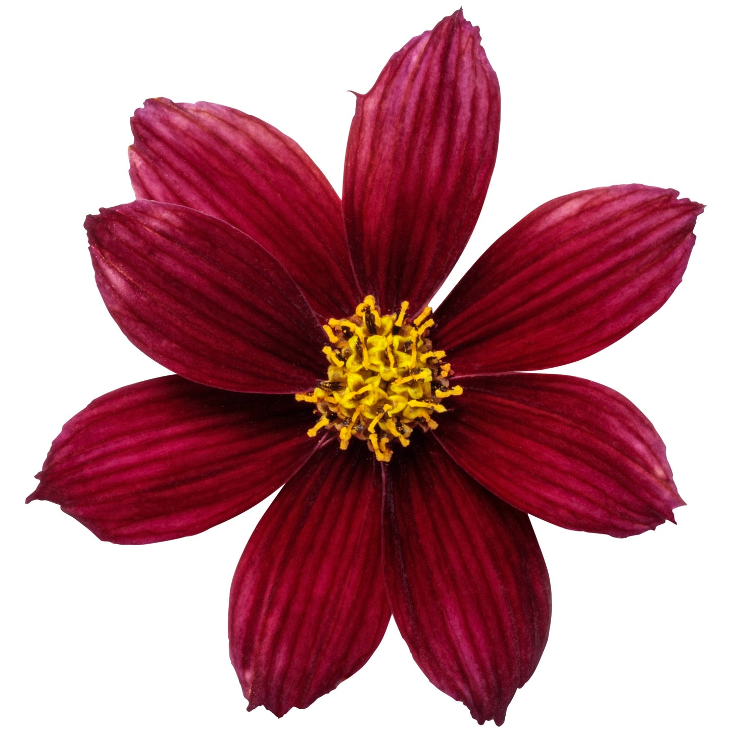 Designer Threads™ 'Scarlet Ribbons' Threadleaf Coreopsis (Coreopsis verticillata)