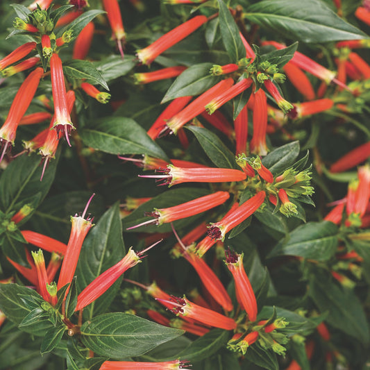 Limited Edition Royale™ | Vermillionaire® Large Firecracker Plant (Cuphea hybrid)