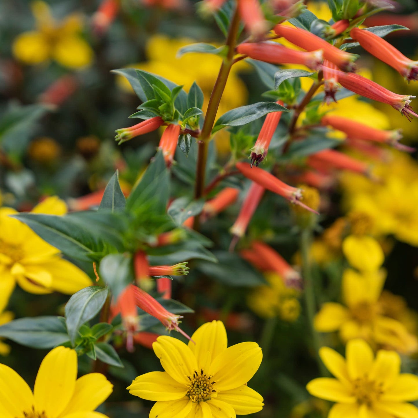 Limited Edition Royale™ | Vermillionaire® Large Firecracker Plant (Cuphea hybrid)