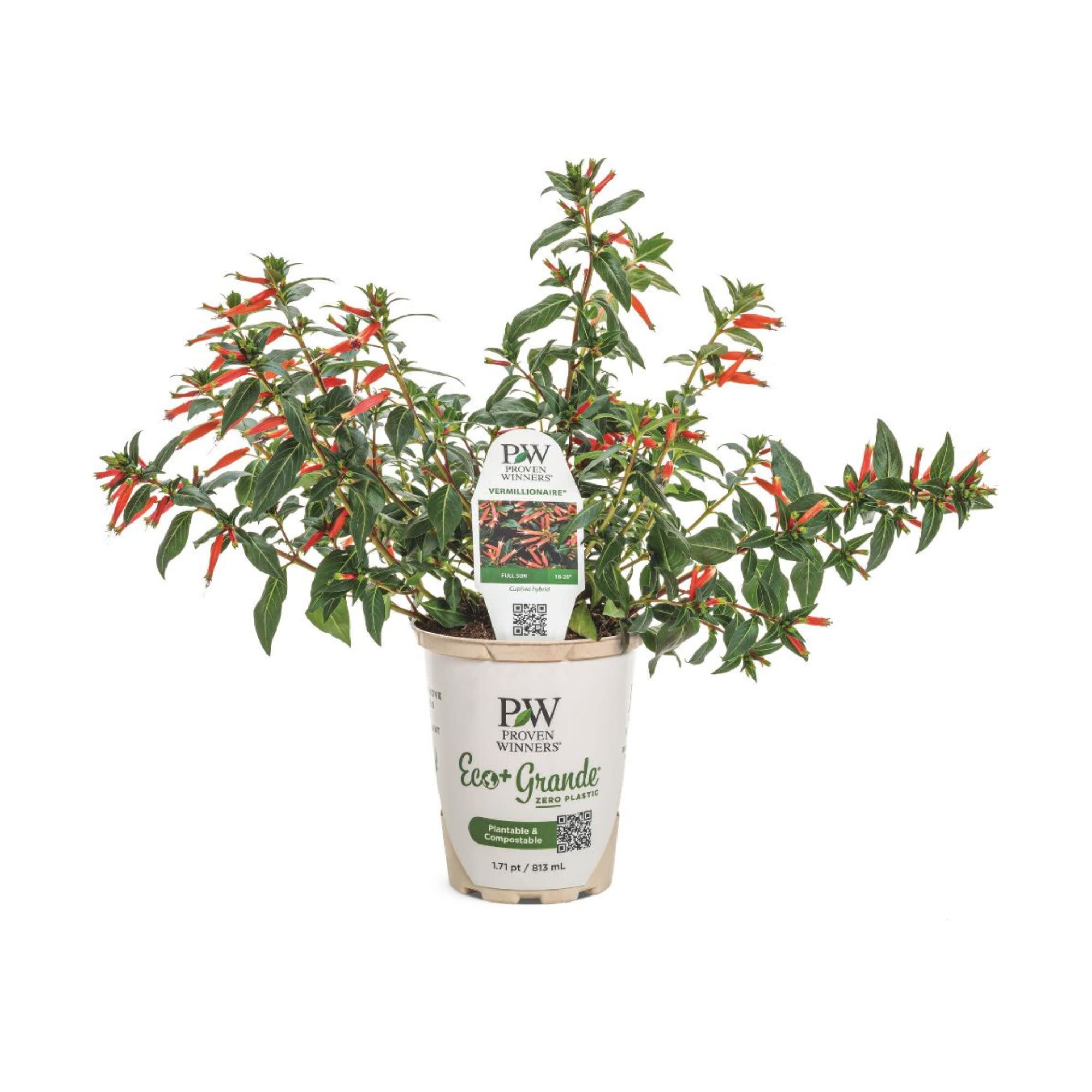 Large Firecracker Plant | Vermillionaire® | Proven Winners