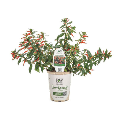 Vermillionaire® Large Firecracker Plant (Cuphea hybrid)