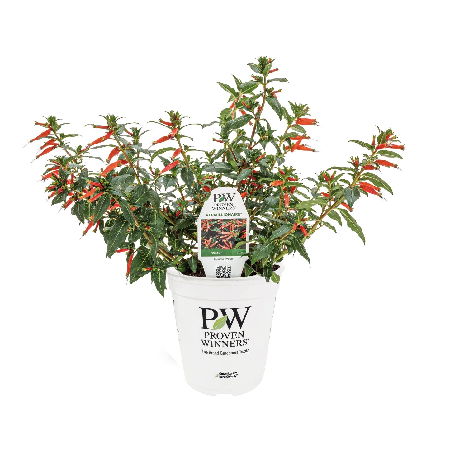 Limited Edition Royale™ | Vermillionaire® Large Firecracker Plant (Cuphea hybrid)