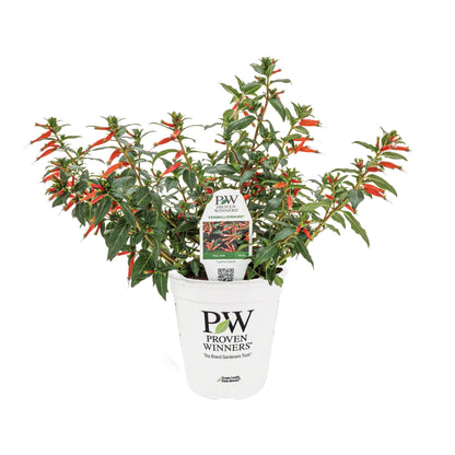 Limited Edition Royale™ | Vermillionaire® Large Firecracker Plant (Cuphea hybrid)