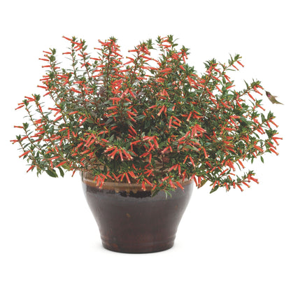 Limited Edition Royale™ | Vermillionaire® Large Firecracker Plant (Cuphea hybrid)