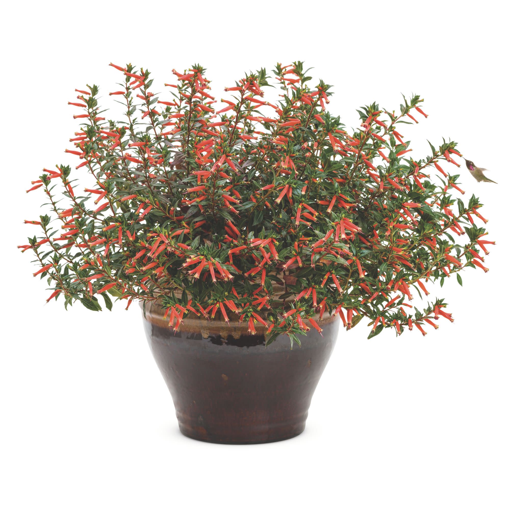 Large Firecracker Plant | Vermillionaire® | Proven Winners