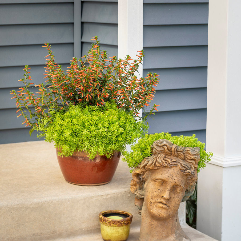 vermillionaire plant seeds Large Firecracker Plant | Vermillionaire®