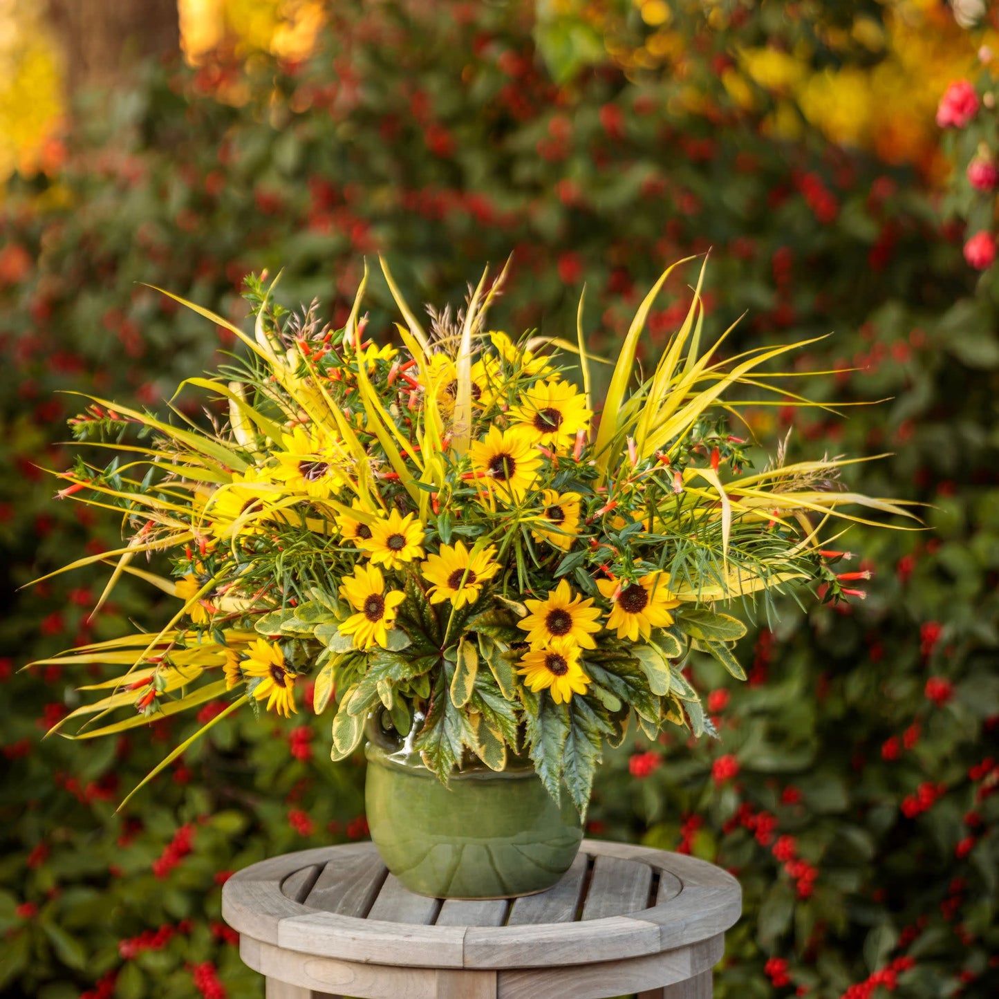 Vermillionaire® Large Firecracker Plant (Cuphea hybrid)