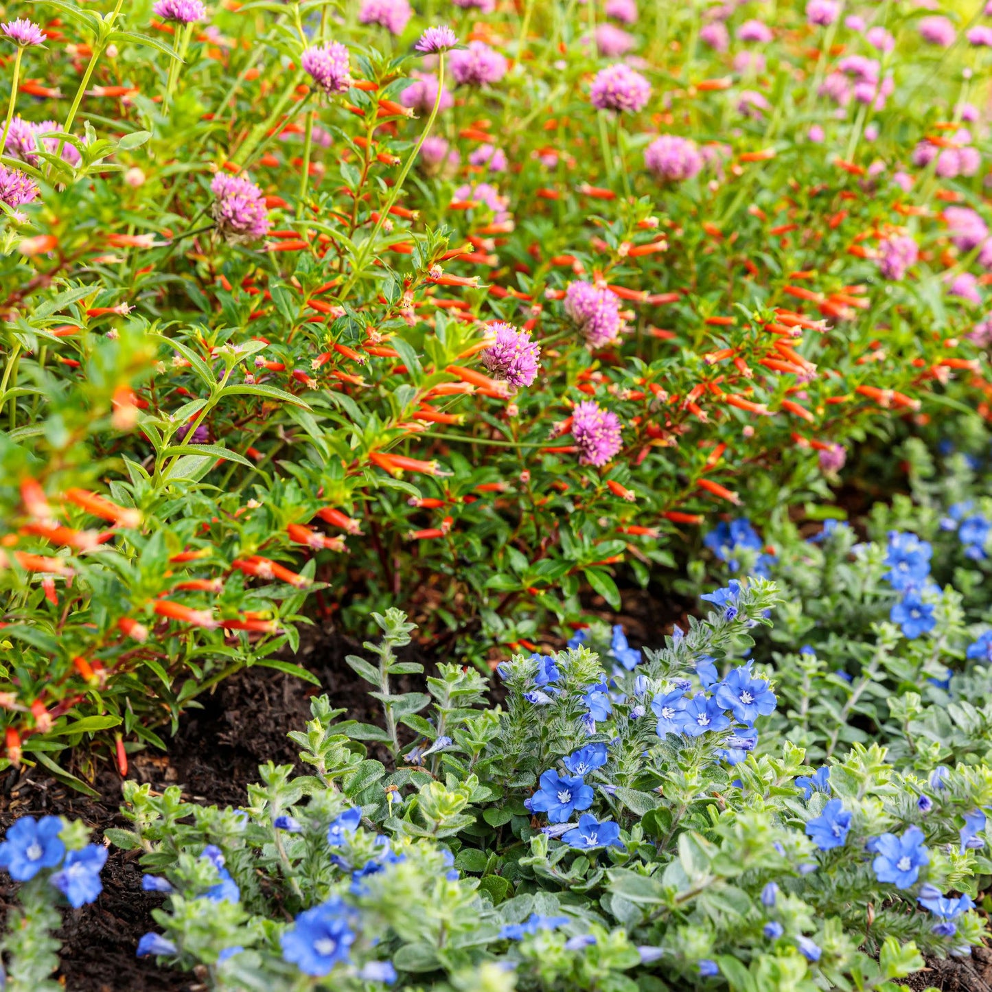 Limited Edition Royale™ | Vermillionaire® Large Firecracker Plant (Cuphea hybrid)