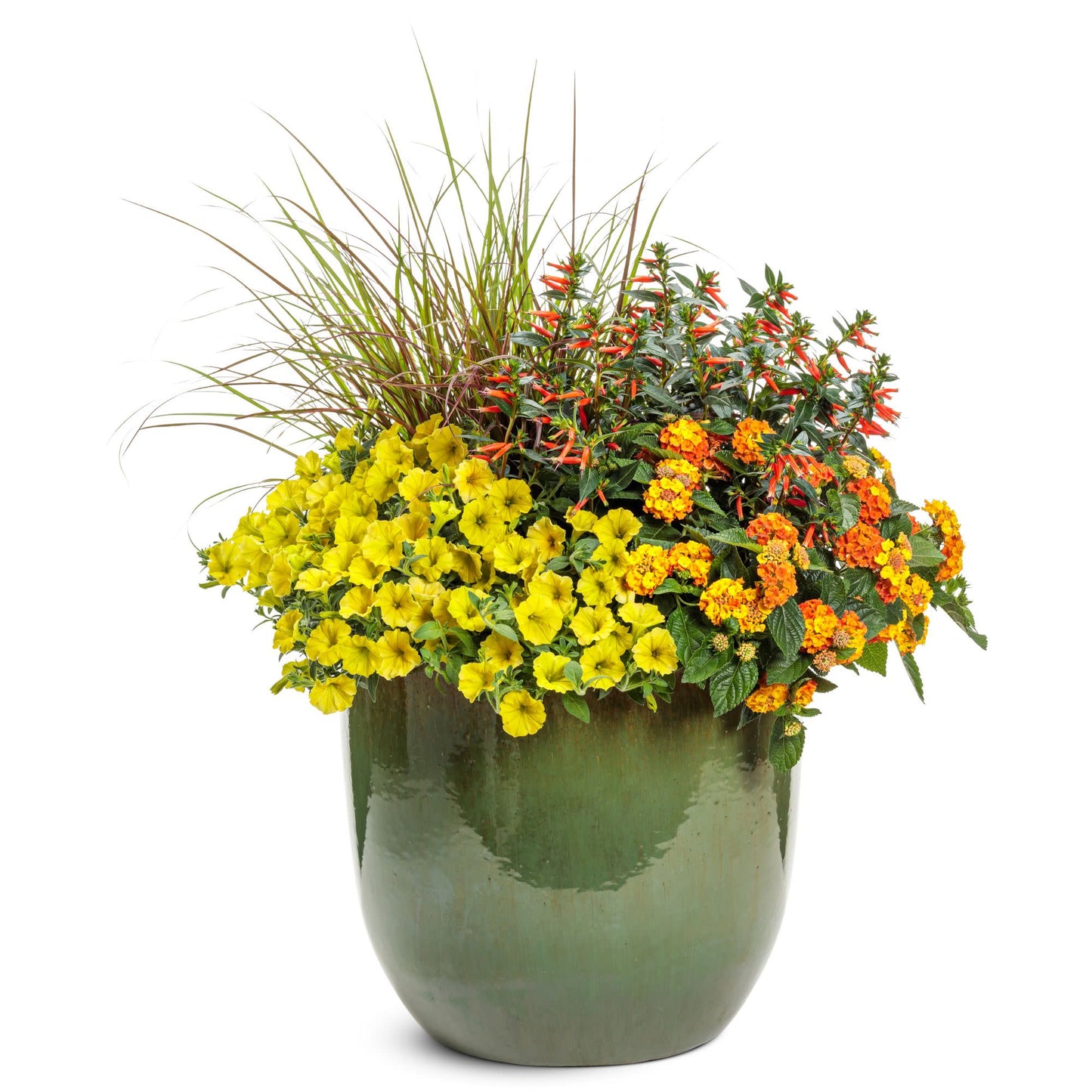 Limited Edition Royale™ | Vermillionaire® Large Firecracker Plant (Cuphea hybrid)