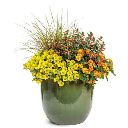 Limited Edition Royale™ | Vermillionaire® Large Firecracker Plant (Cuphea hybrid)