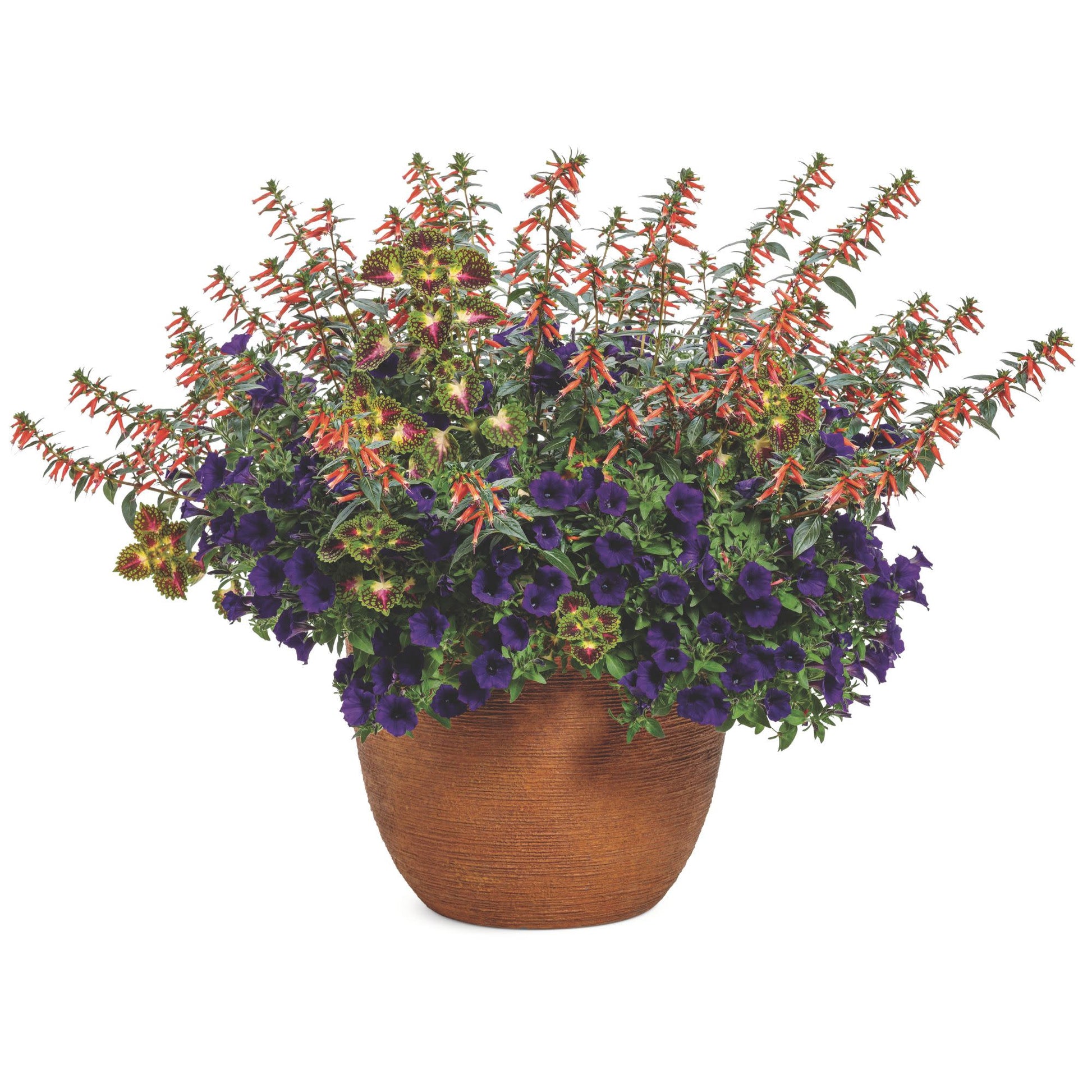 vermilion air plant Large Firecracker Plant | Vermillionaire®