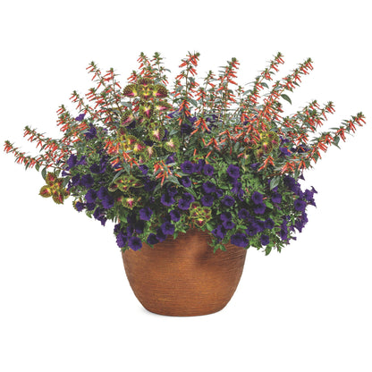 Vermillionaire® Large Firecracker Plant (Cuphea hybrid)
