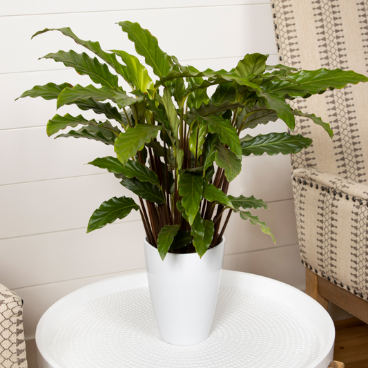 Color Full® Soft Kitty™ Furry Feather Calathea (Goeppertia rufibarba)