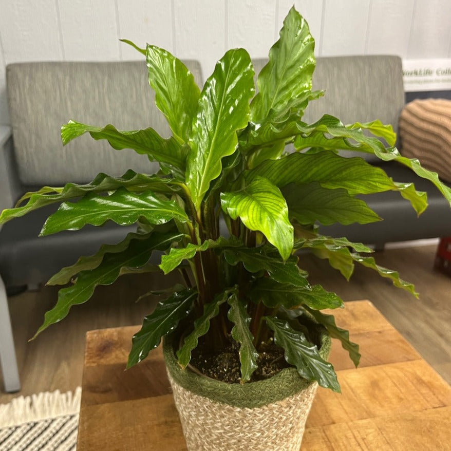 Color Full® Soft Kitty™ Furry Feather Calathea (Goeppertia rufibarba)