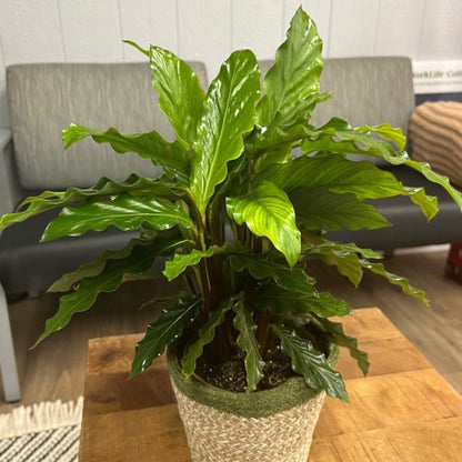 Color Full® Soft Kitty™ Furry Feather Calathea (Goeppertia rufibarba)