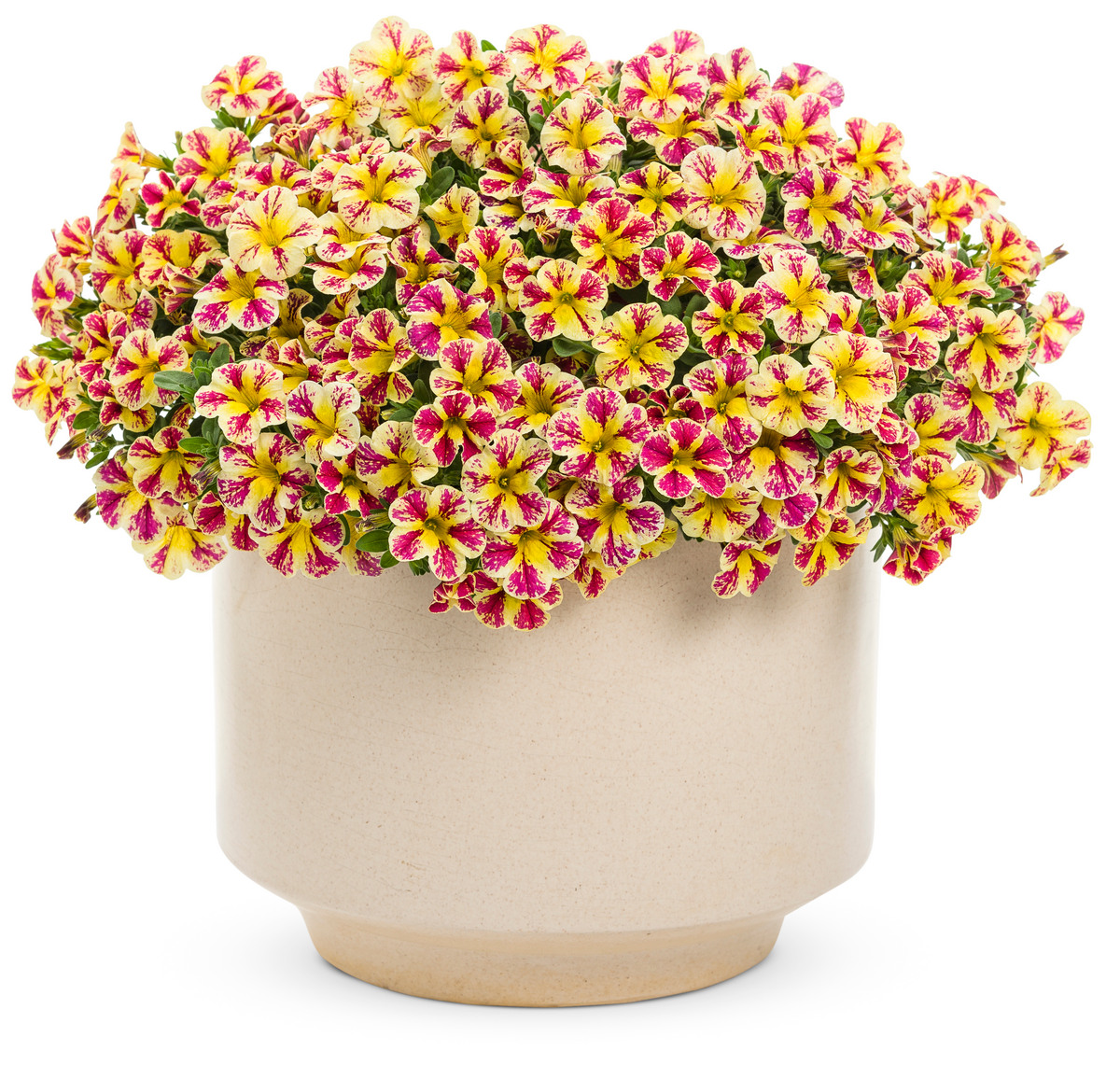 Superbells® Holy Moly!® (Calibrachoa hybrid)