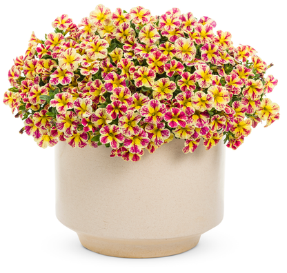 Superbells® Holy Moly!® (Calibrachoa hybrid)