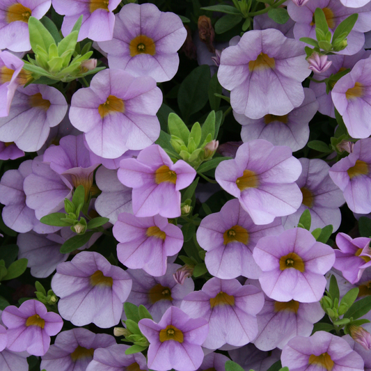 Superbells® Miss Lilac (Calibrachoa hybrid)