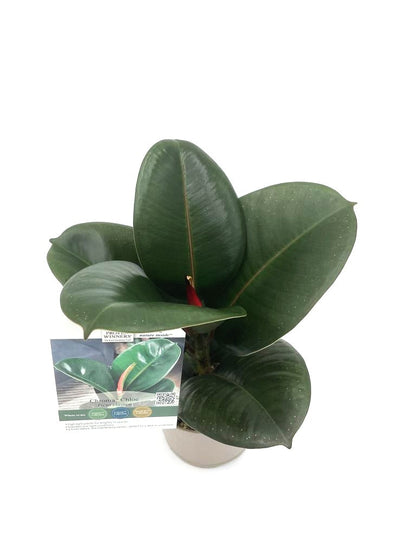 Chroma® Chloe Rubber Plant (Ficus elastica)