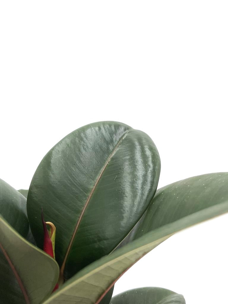 Chroma® Chloe Rubber Plant (Ficus elastica)