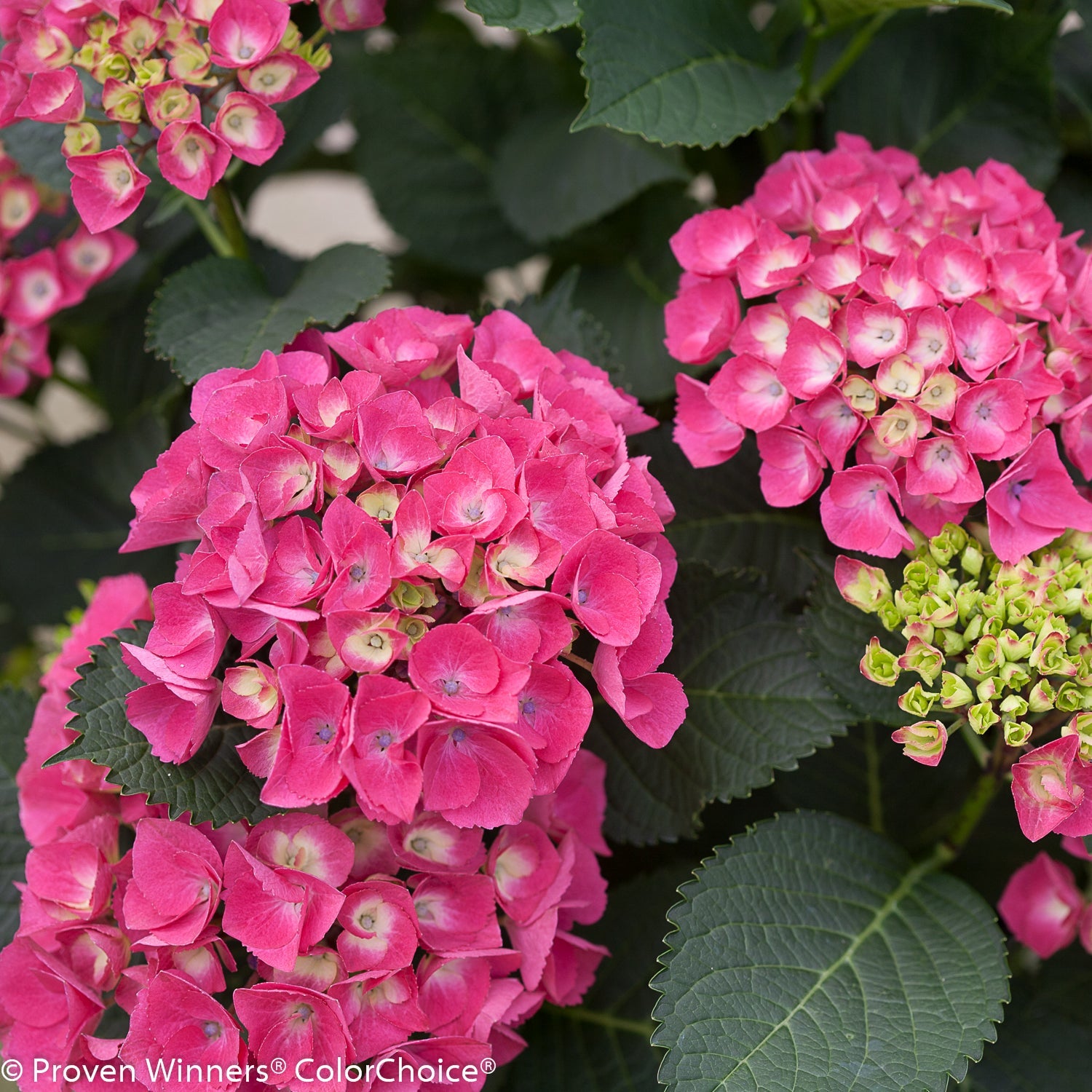 Shrub Plants|Macrophylla - Cityline Paris Bigleaf Hydrangea 4