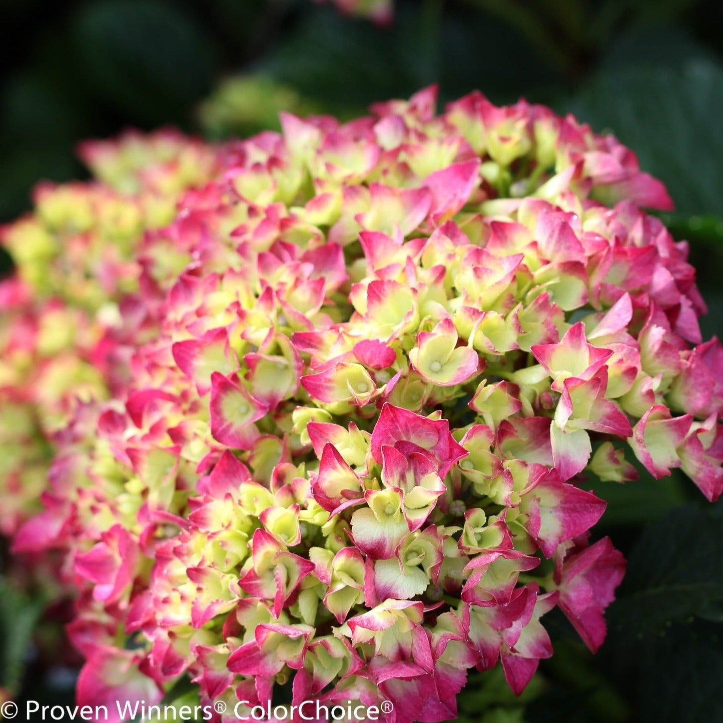 Shrub Plants|Macrophylla - Cityline Paris Bigleaf Hydrangea 3
