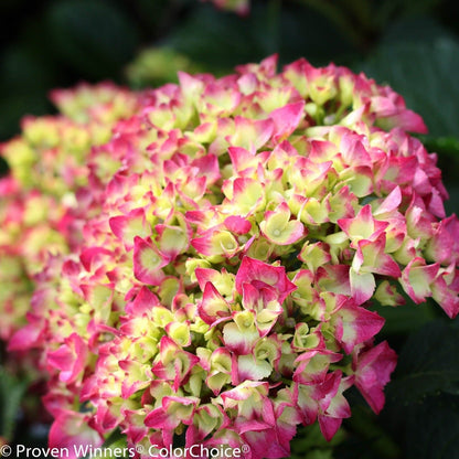 Shrub Plants|Macrophylla - Cityline Paris Bigleaf Hydrangea 3