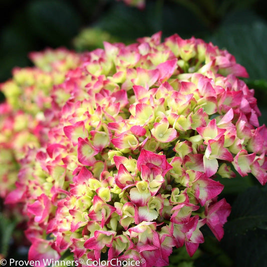 Shrub Plants|Macrophylla - Cityline Paris Bigleaf Hydrangea 3