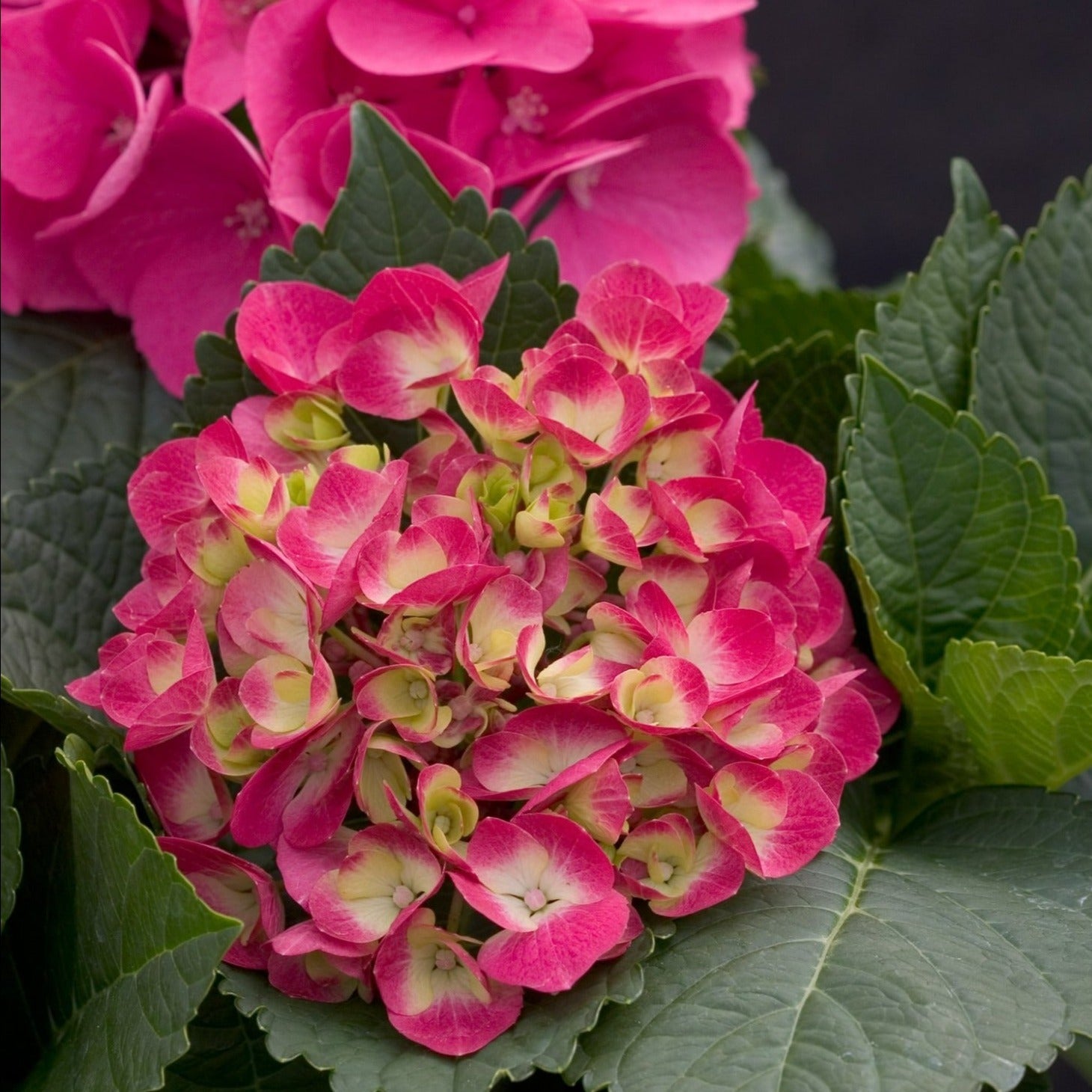 Shrub Plants|Macrophylla - Cityline Paris Bigleaf Hydrangea 1