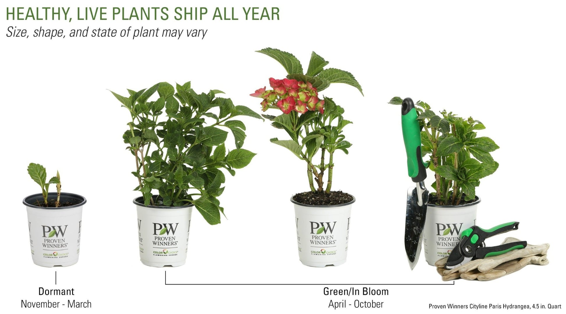 Shrub Plants|Macrophylla - Cityline Paris Bigleaf Hydrangea 6