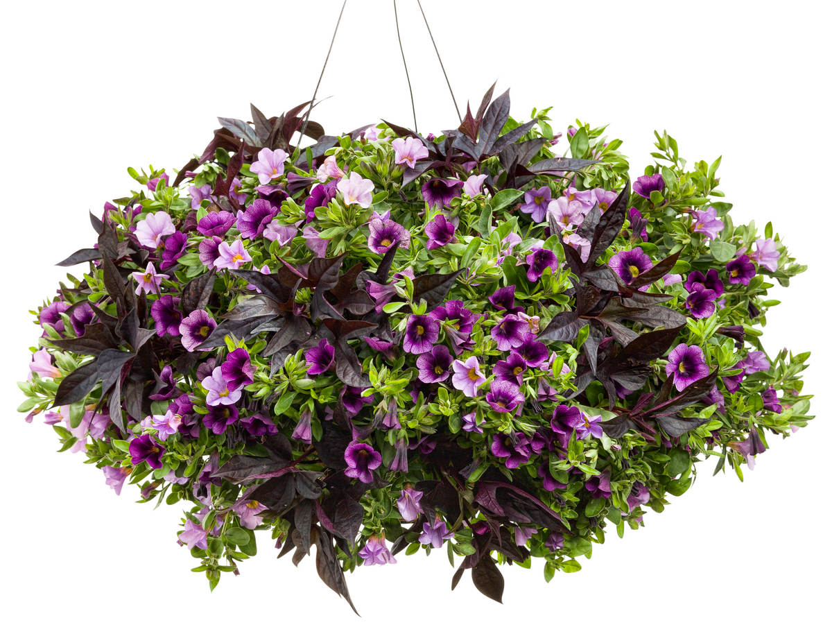 Superbells® Miss Lilac (Calibrachoa hybrid)