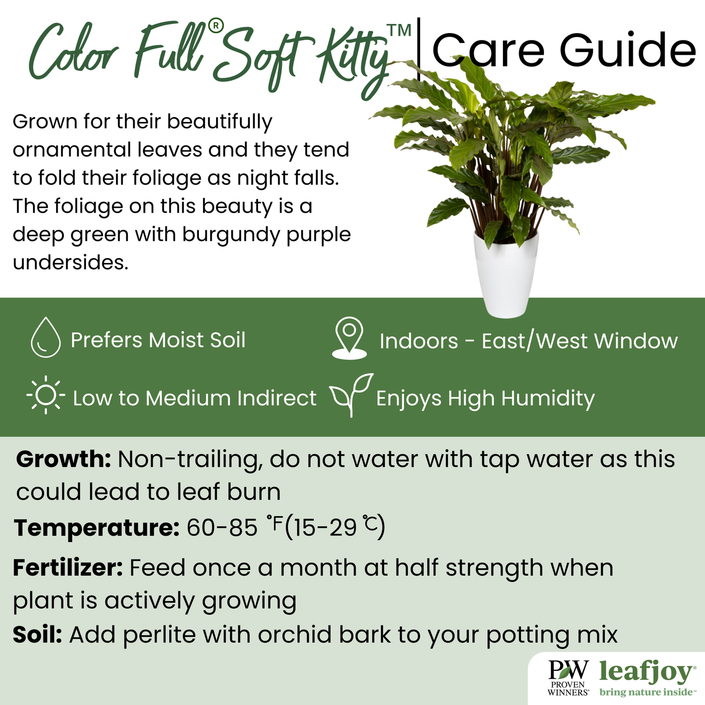 Color Full® Soft Kitty™ Furry Feather Calathea (Goeppertia rufibarba)