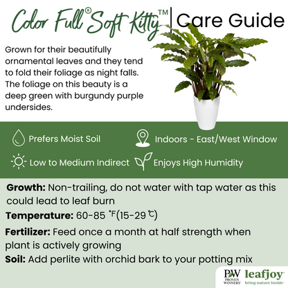Color Full® Soft Kitty™ Furry Feather Calathea (Goeppertia rufibarba)